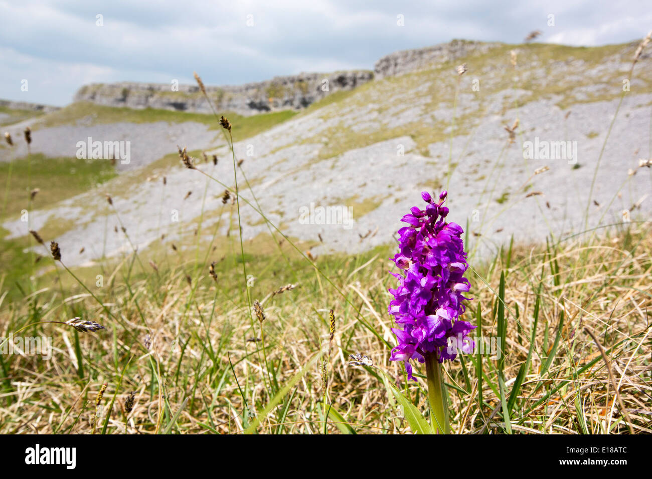 An Early Purple Orchid (Orchis mascula) growing on a limestone scar in