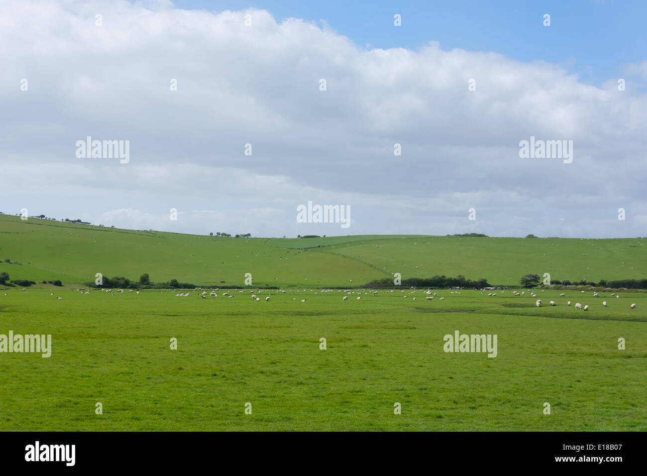 A view of sheep and lambs grazing on the green rolling hills of the ...