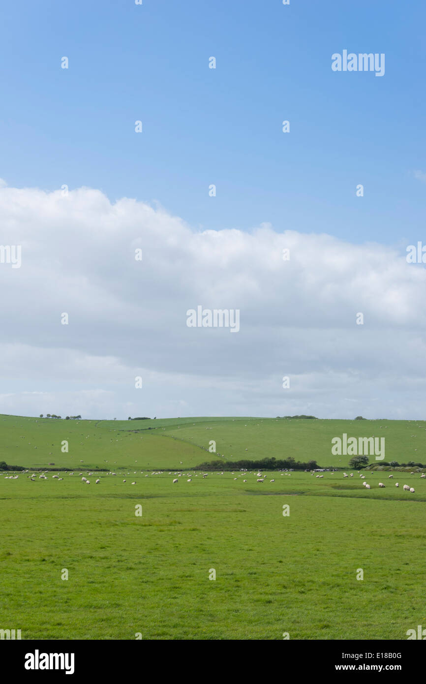 A view of sheep and lambs grazing on the green rolling hills of the ...