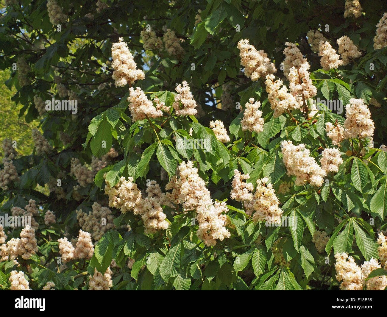 profuse Horse Chestnut blossom Aesculus Hippocastanum in good light Stock Photo