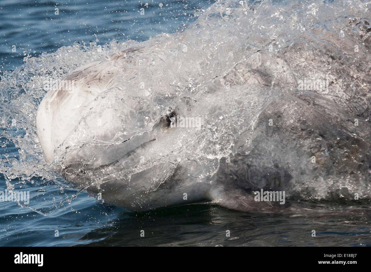 Extreme close up of a Risso's Dolphin (Grampus griseus) surfacing. Monterey, California, Pacific Ocean. Stock Photo