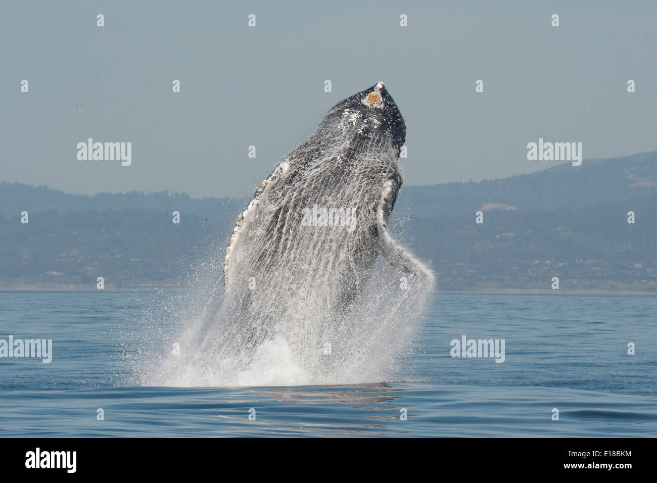 Humpback Whale (Megaptera novaeangliae) adult breaching high in the air. Monterey, California, Pacific Ocean. Stock Photo