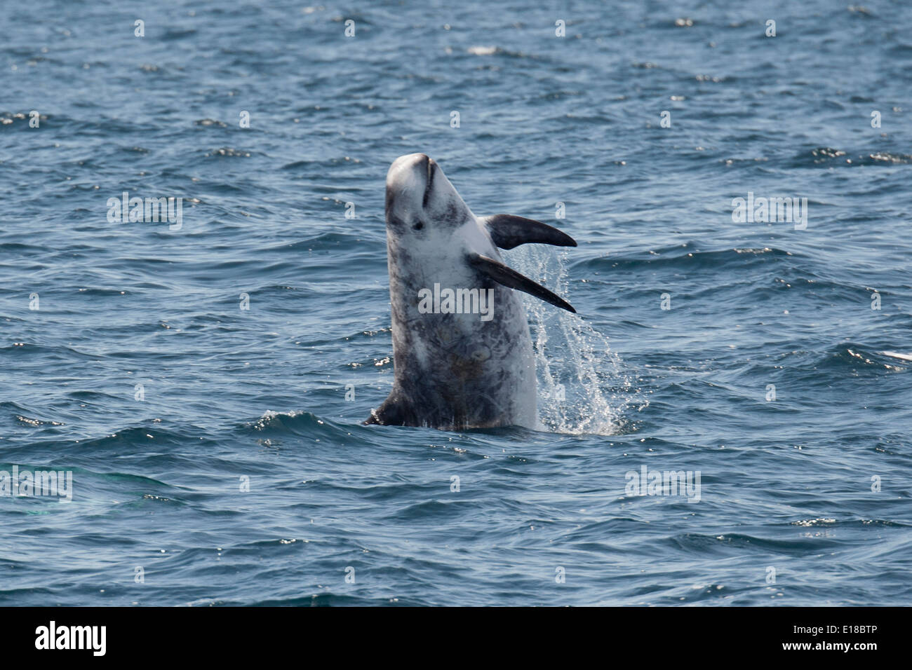 Risso's Dolphin (Grampus griseus) breaching. Monterey, California, Pacific Ocean. Stock Photo
