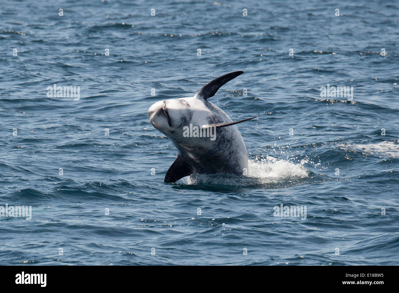 Risso's Dolphin (Grampus griseus) breaching. Monterey, California, Pacific Ocean. Stock Photo