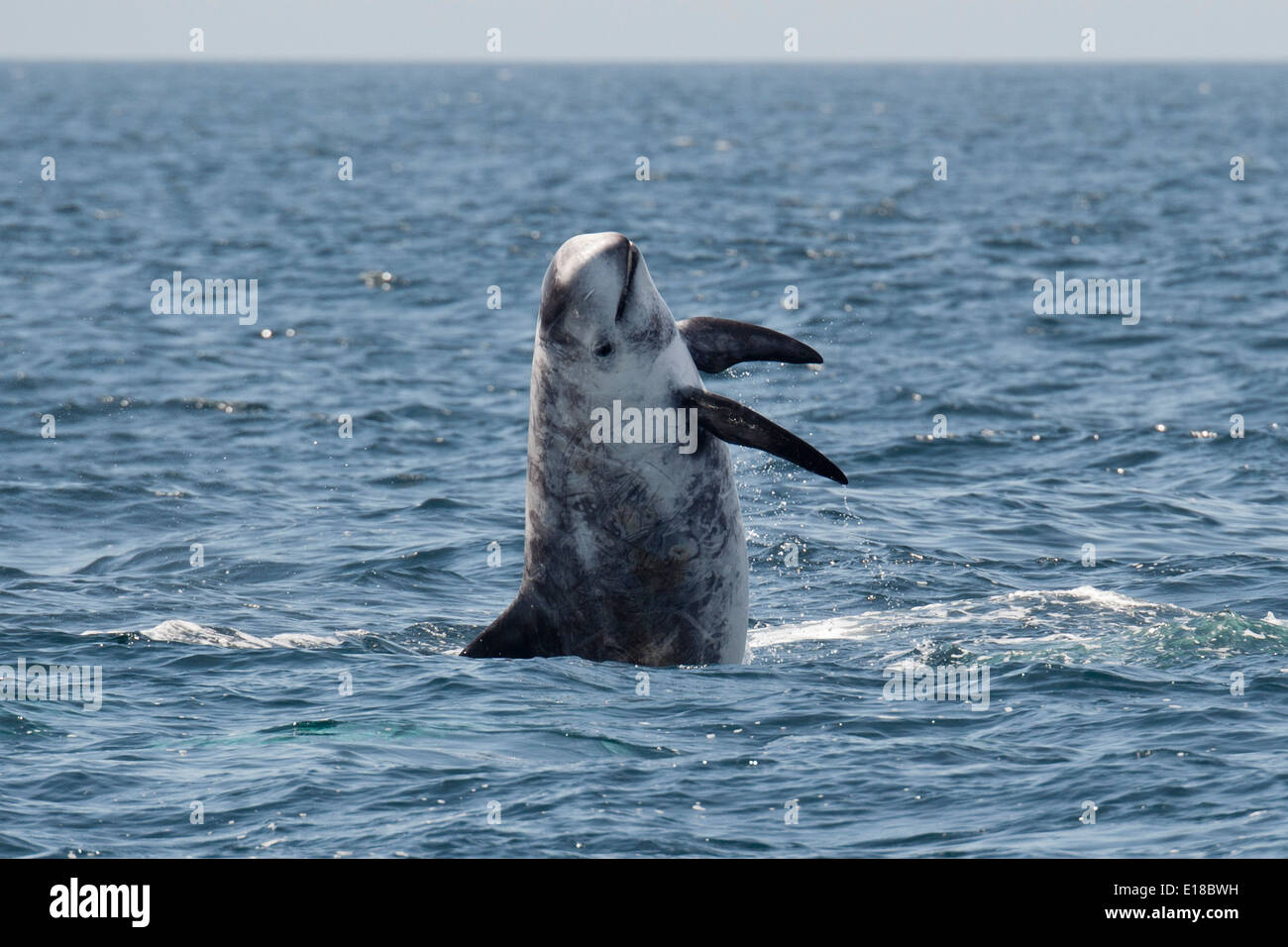 Risso's Dolphin (Grampus griseus) breaching. Monterey, California, Pacific Ocean. Stock Photo