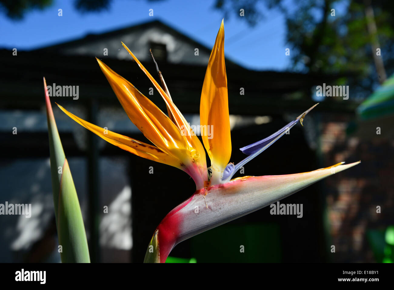 'Bird of Paradise' flower, Benoni, East Rand, Gauteng Province, Republic of South Africa Stock Photo
