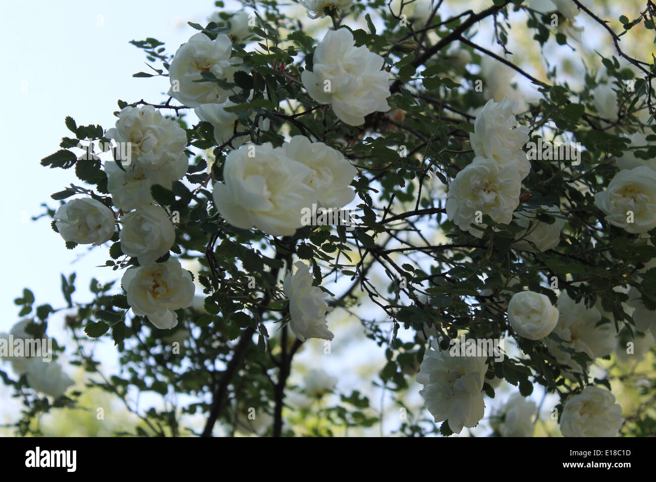 pompous  blossom bush of the white garden aroma roses Stock Photo