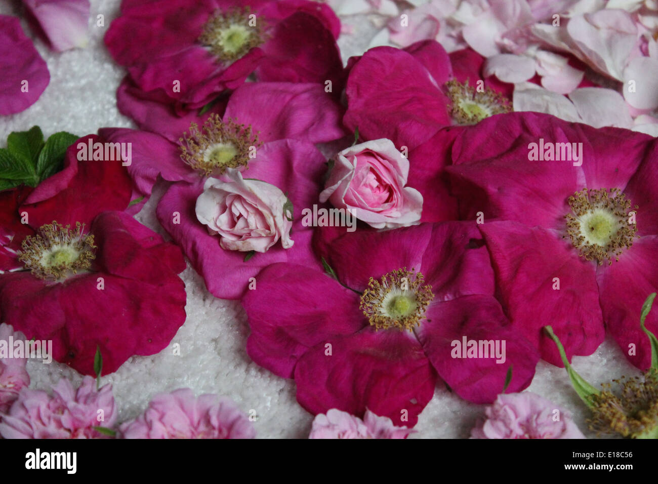 beautiful composition from pink garden different sorts of may roses Stock Photo