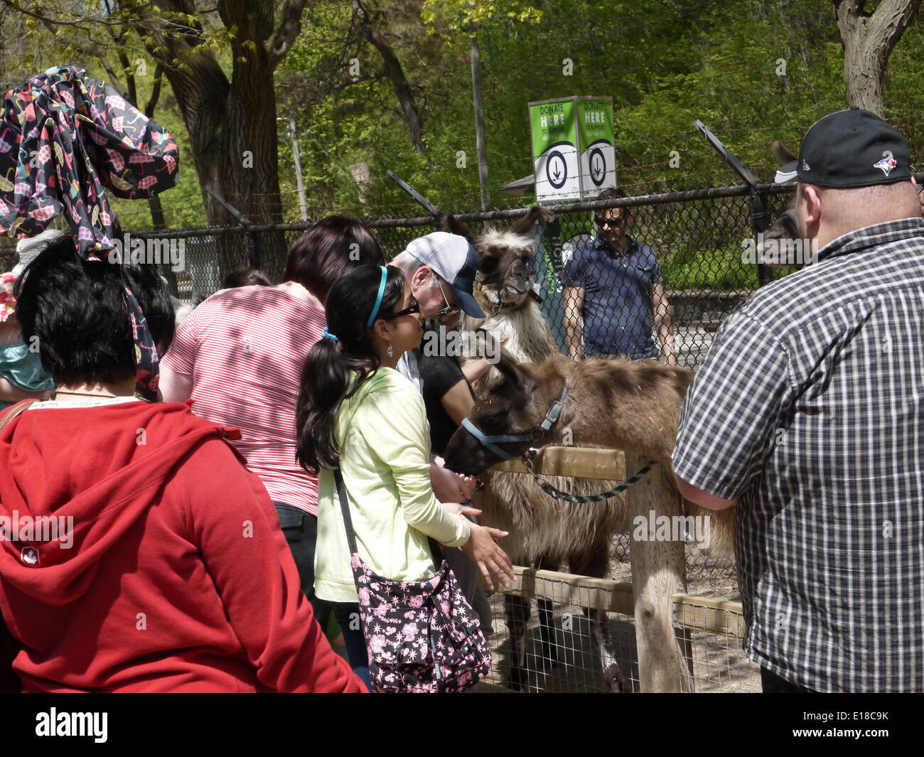 high park petting zoo Toronto Stock Photo