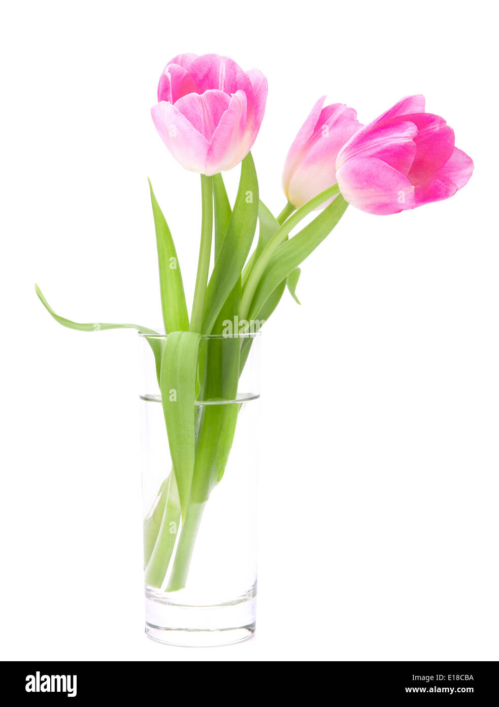 Pink tulips bouquet in vase isolated on white background Stock Photo ...