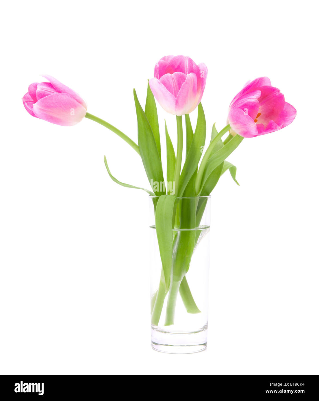 Pink tulips bouquet in vase isolated on white background Stock Photo ...