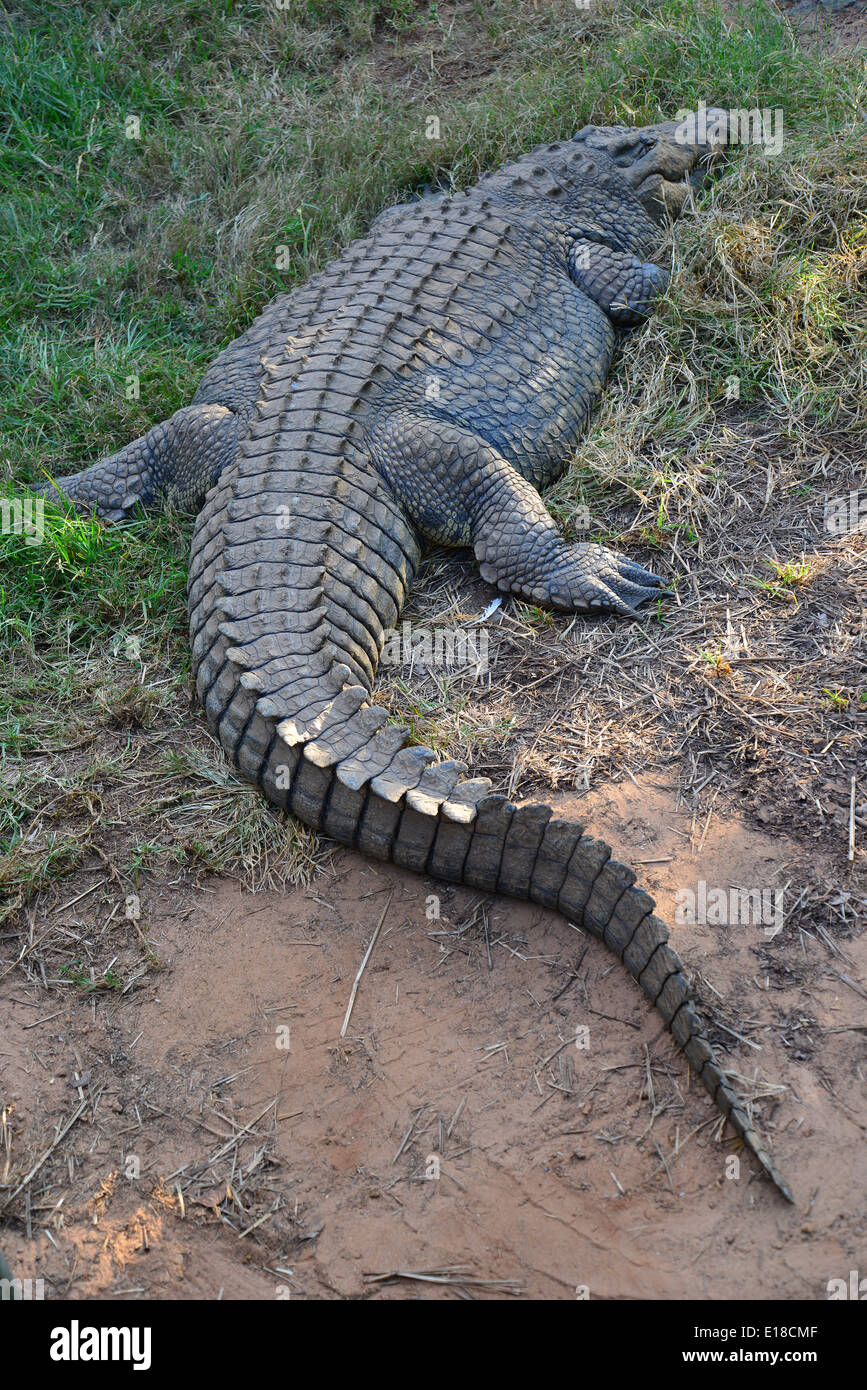 Kwena Crocodile Farm Sun City Hi res Stock Photography And Images Alamy kwena-crocodile-farm-sun-city-hi-res-stock-photography-and-images-alamy