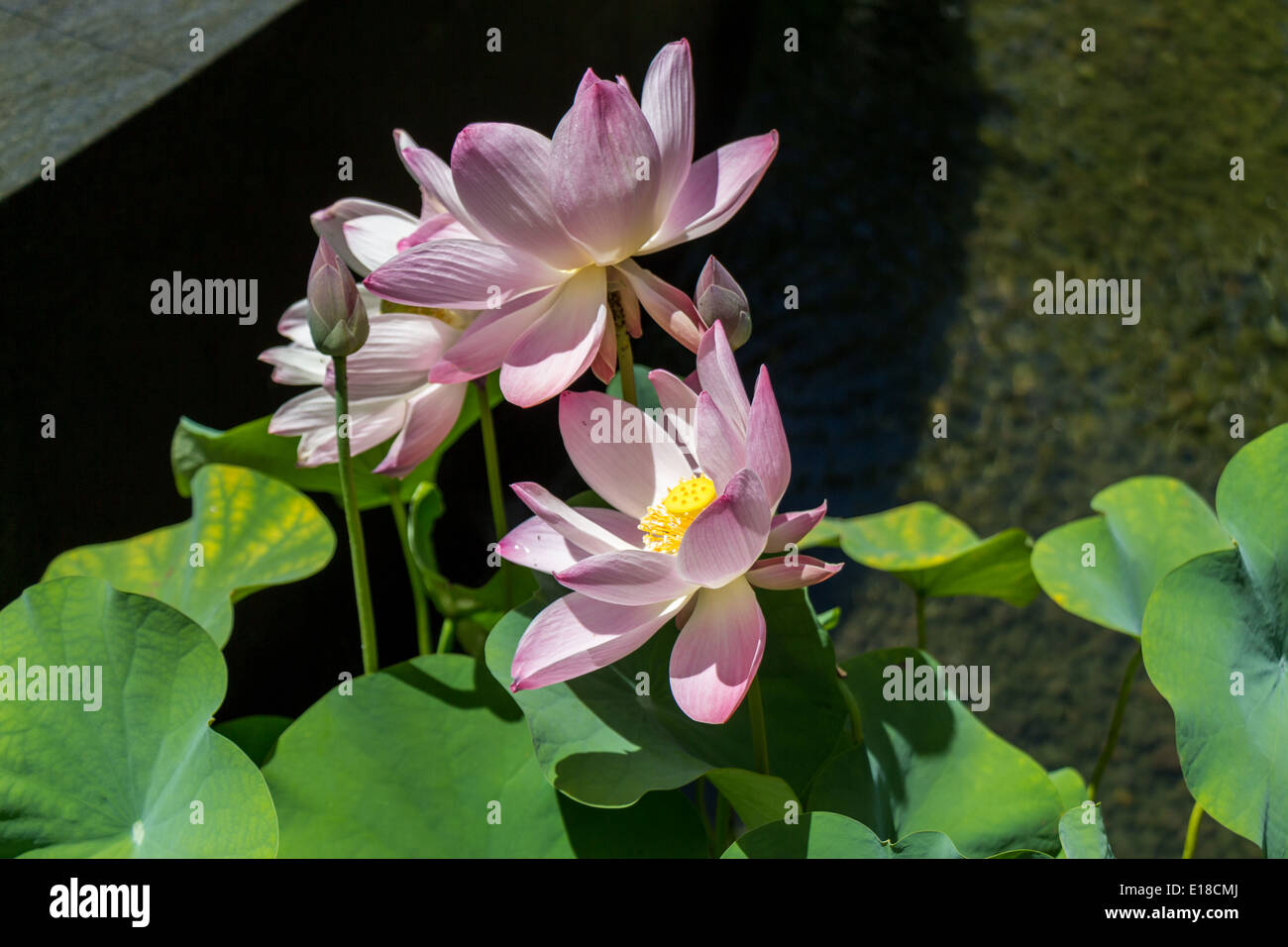 Beautiful fragrant pink water lily blooming above the wide green lily pads floating on the surface of the pond in the tropical sunshine Stock Photo