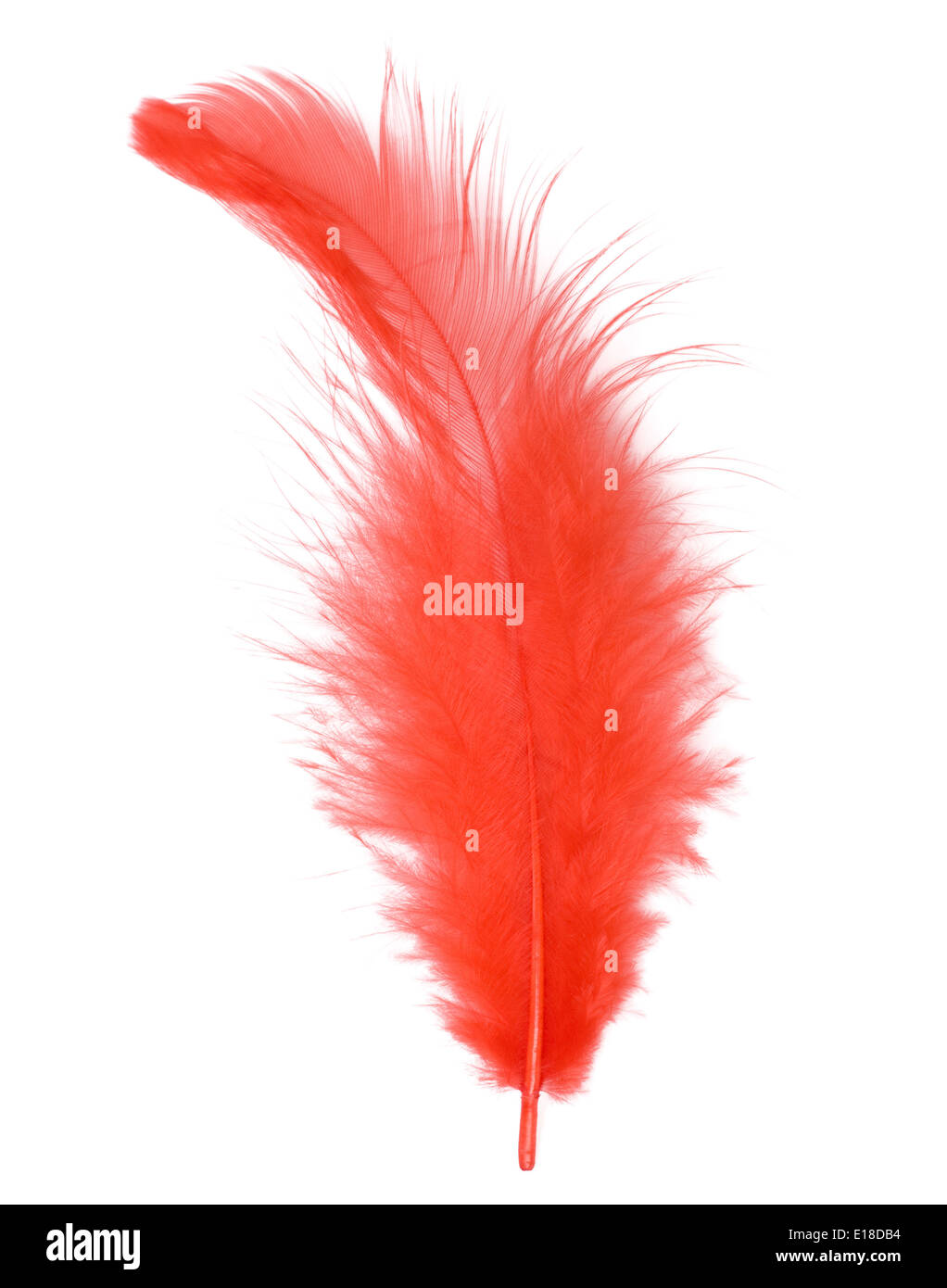 Red feather isolated on white background cutout Stock Photo Alamy