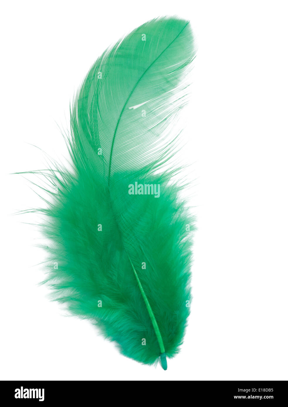 Green feather isolated on white background cutout Stock Photo - Alamy