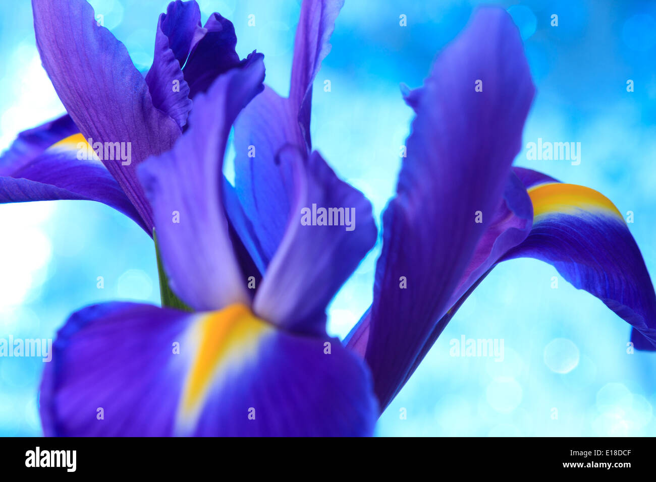 Beautiful blue iris flowers background Stock Photo - Alamy