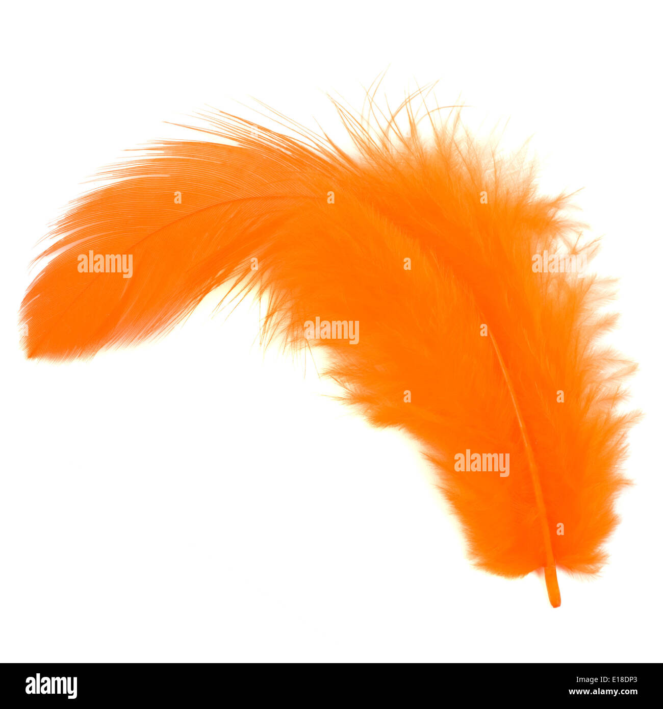 Many beautiful orange bird feathers isolated on white, top view Stock Photo  - Alamy