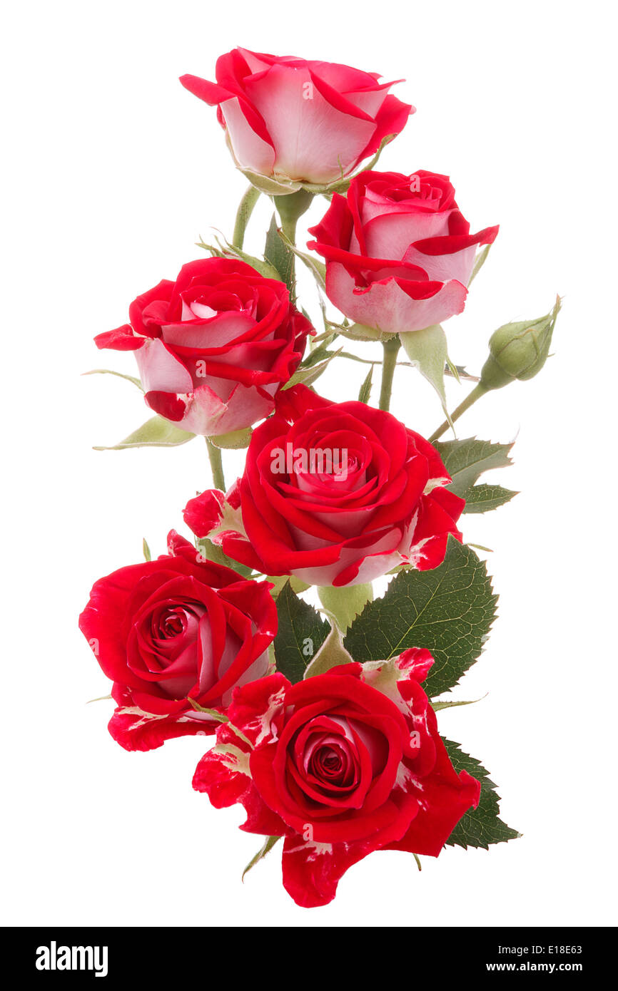 Red rose flower bouquet isolated on white background cutout Stock ...