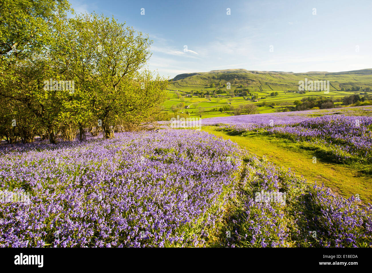 Bluebells growing on a limestone hill in the Yorkshire Dales National Park, UK. Stock Photo
