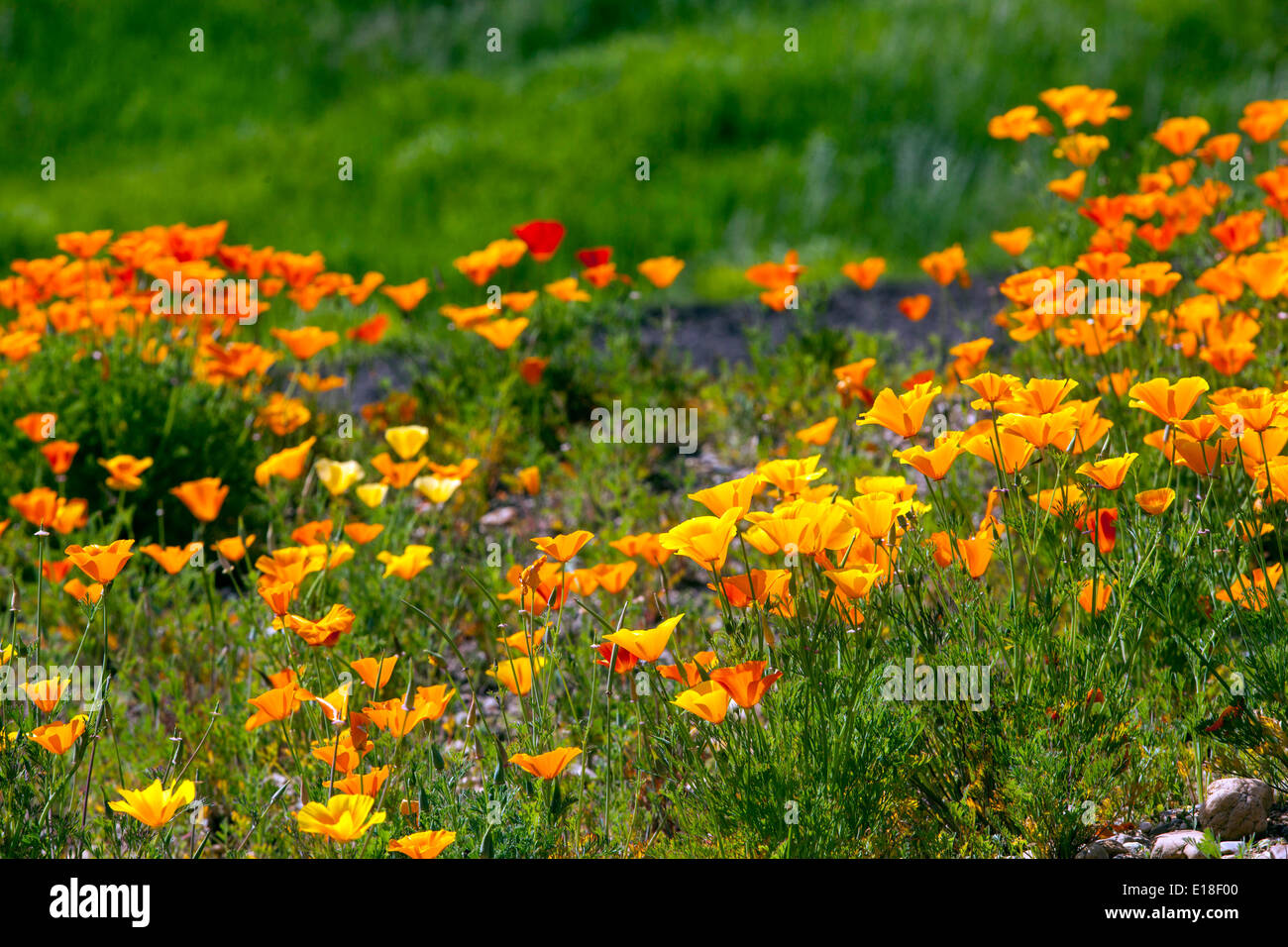 California Poppies Eschscholzia californica Stock Photo