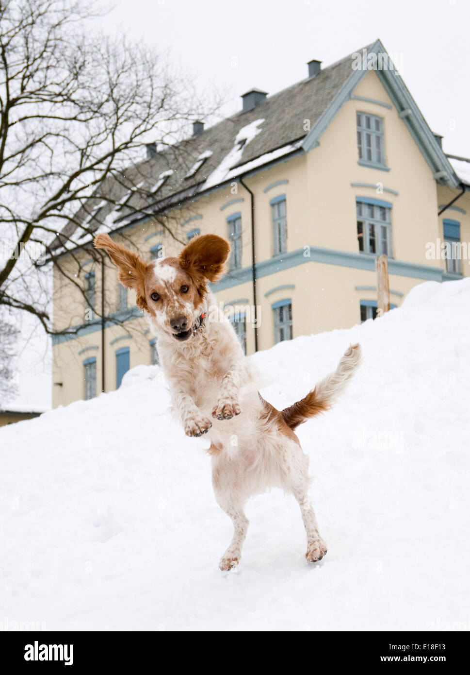 Dog playing in the snow Stock Photo