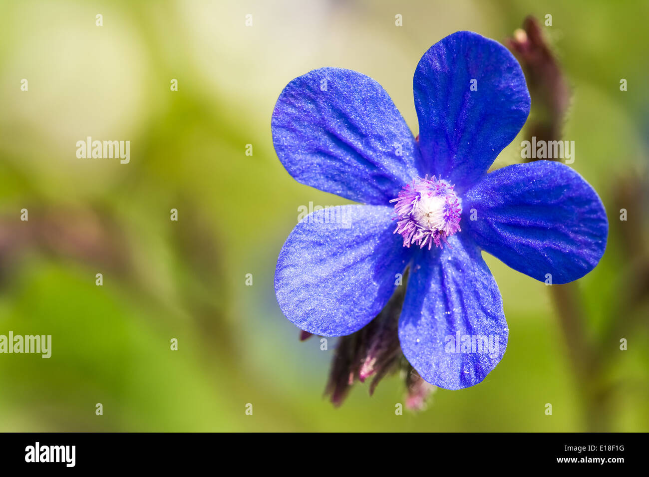 Blue Italian Bugloss (Anchusa Azurea) Flower Blossom Stock Photo