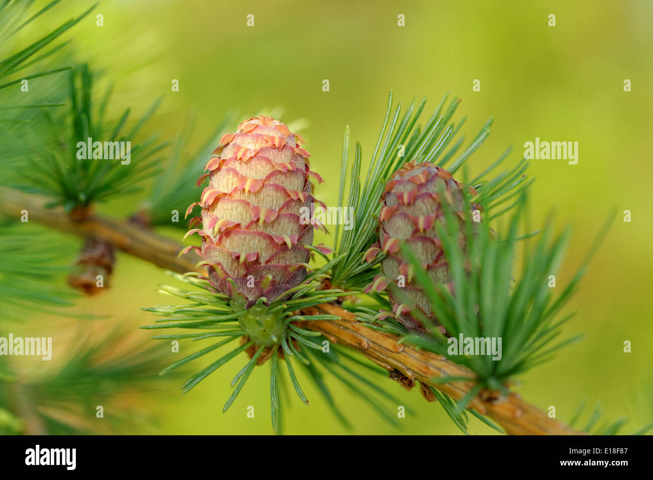 Ovulate cones (strobiles) of larch tree, spring, May Stock Photo