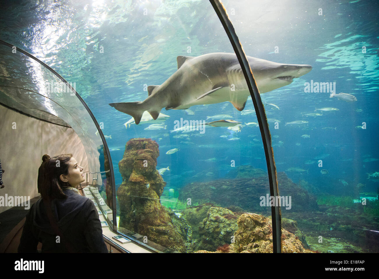 shark, aquarium, barcelona, catalonia, spain, europe Stock Photo - Alamy
