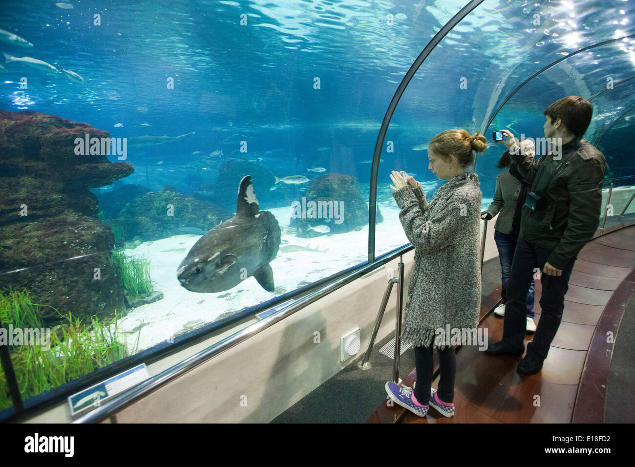 ocean sunfish, aquarium, barcelona, catalonia, spain, europe Stock Photo -  Alamy