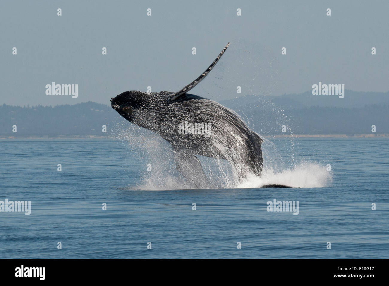 Humpback Whale (Megaptera novaeangliae) adult breaching high in the air. Monterey, California, Pacific Ocean. Stock Photo