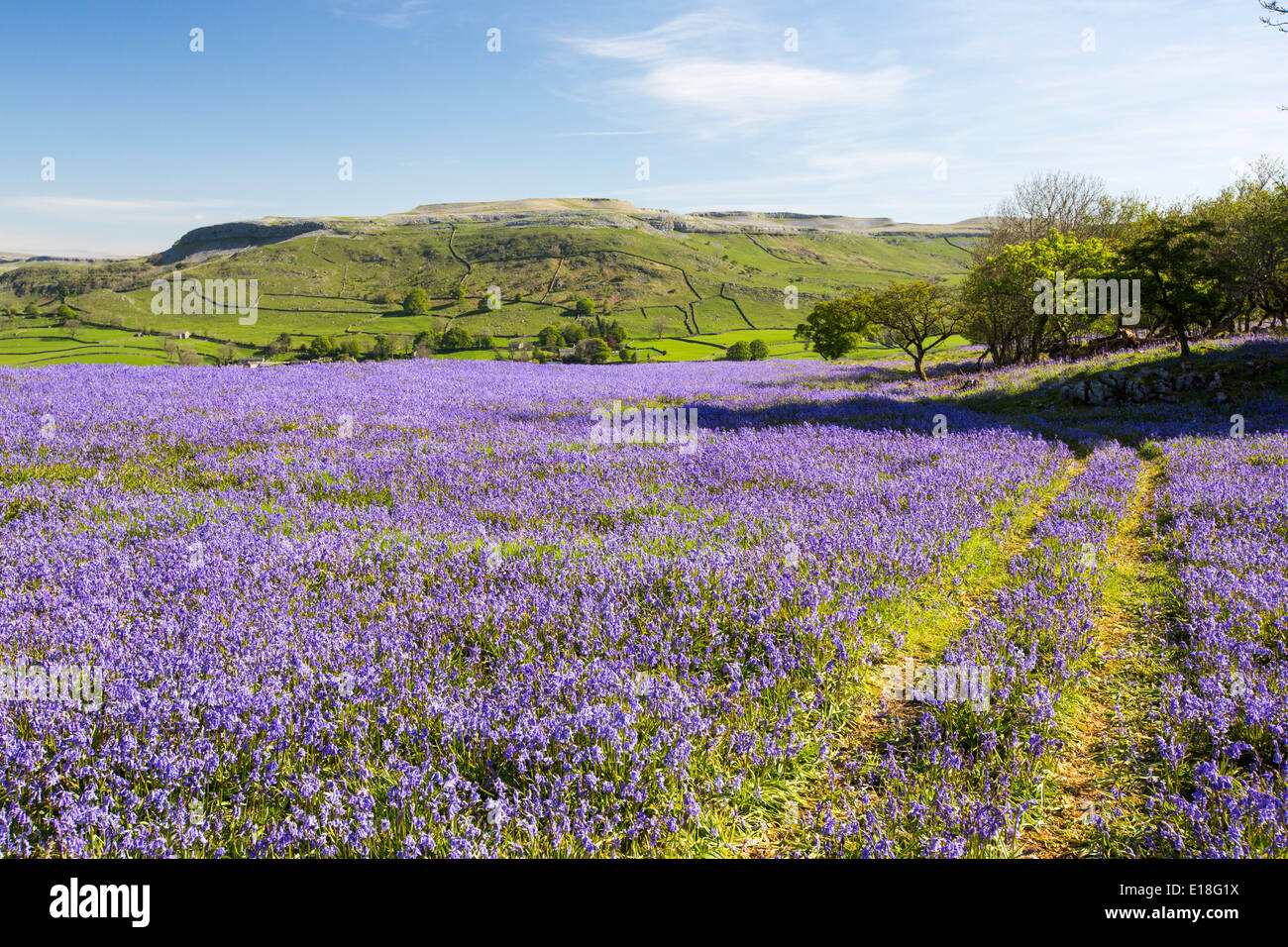 Bluebells growing on a limestone hill in the Yorkshire Dales National Park, UK. Stock Photo