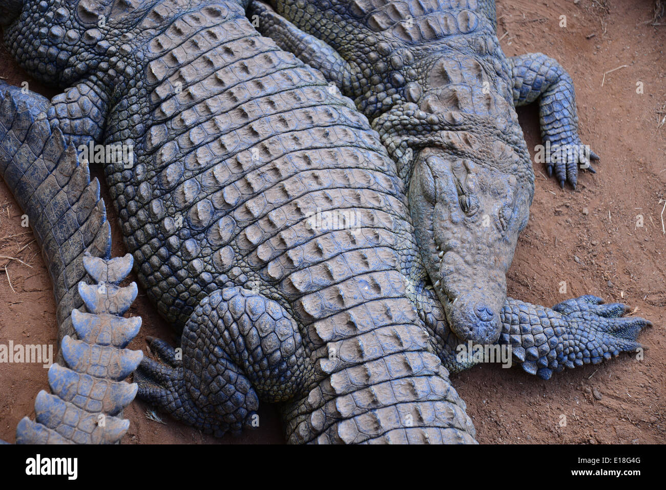 Kwena Crocodile Farm, Sun City Resort, Pilanesberg, North West Province, Republic of South Africa Stock Photo