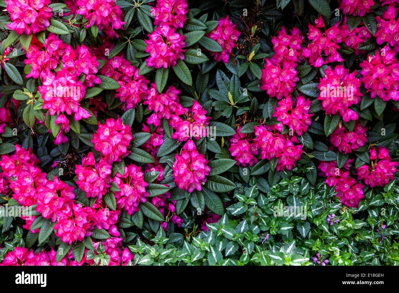 Azalea, rhododendron Stock Photo