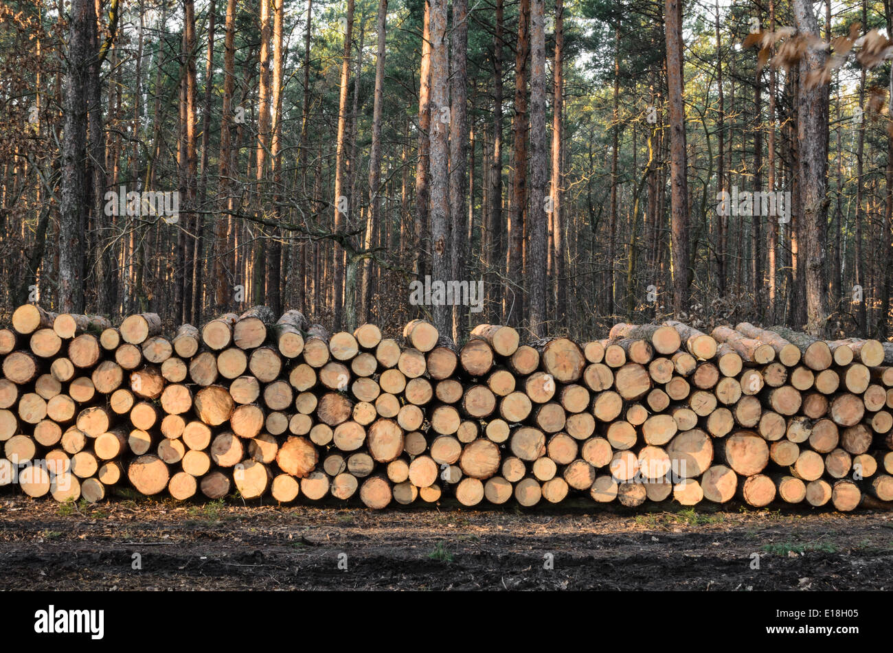 Coniferous forest timber stack hi-res stock photography and images - Alamy