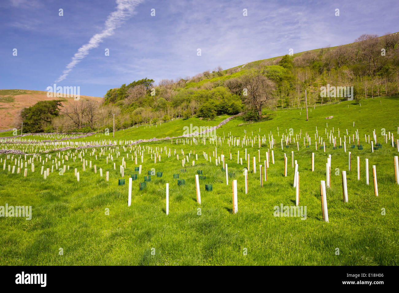 Woodland restoration and tree planting in Littondale, Yorkshire,Dales, UK. Stock Photo
