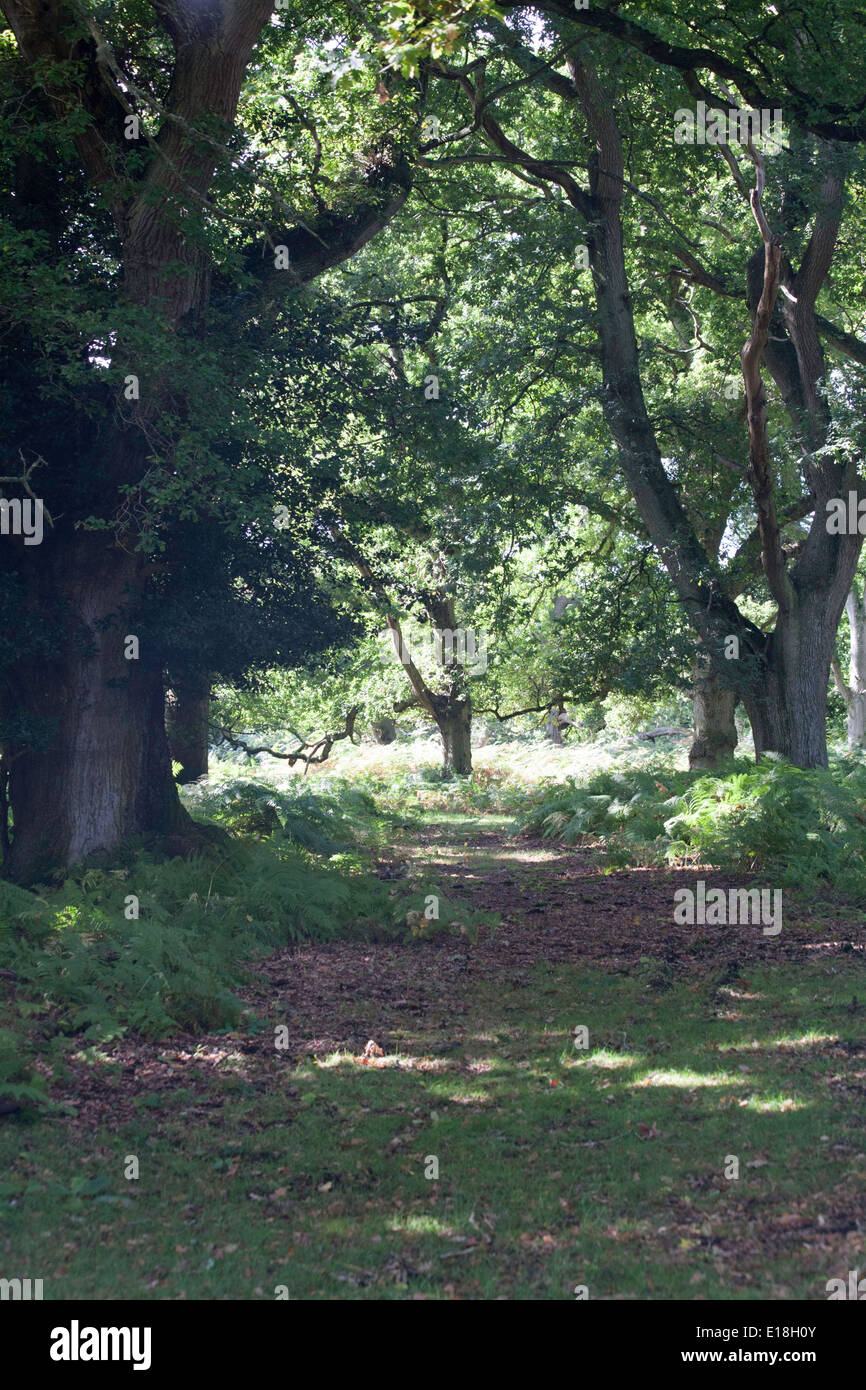 Woodland and woodland paths The Sloden Inclosure between Frogham and