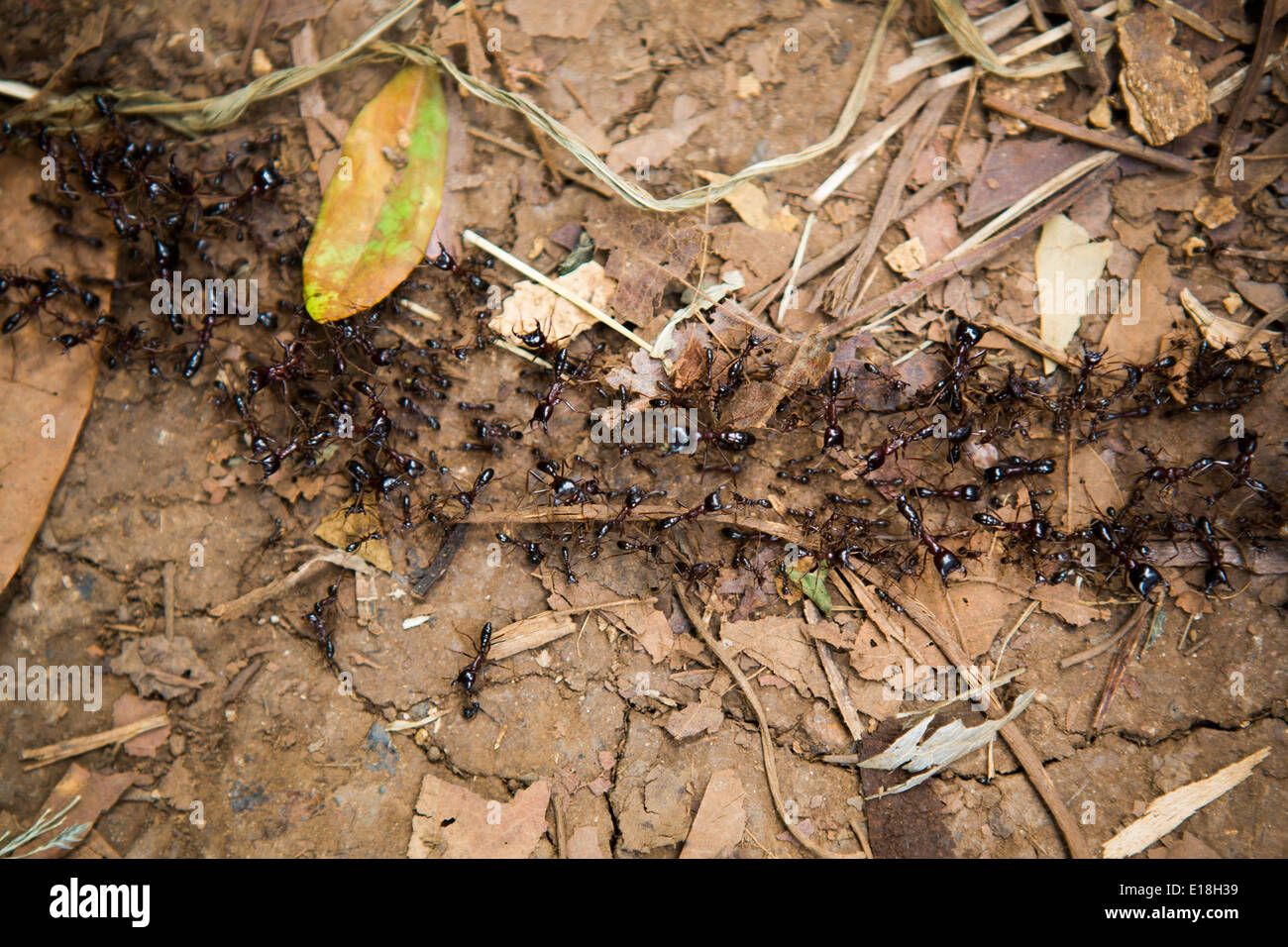 Driver ants (siafu) on Mt. Kilimanjaro, Tanzania, East Africa. Stock Photo