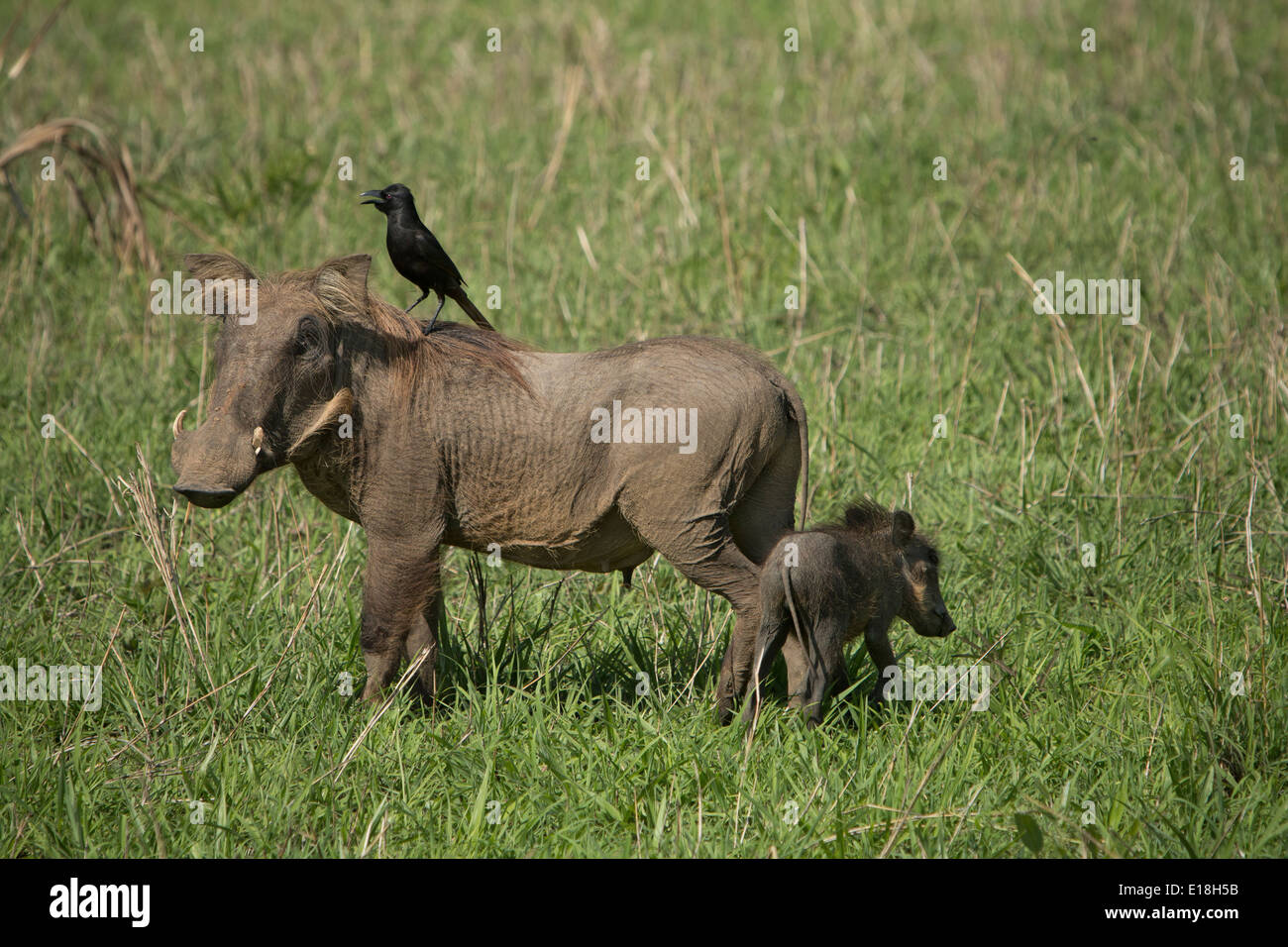Warthog with baby and a bird in Murchison Falls National Park, Uganda, East Africa. Stock Photo