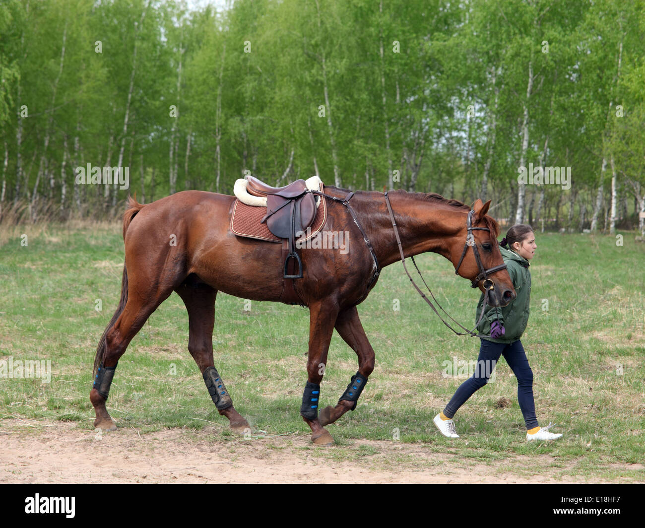 Teenage girl leading race horse in summer meadow Stock Photo