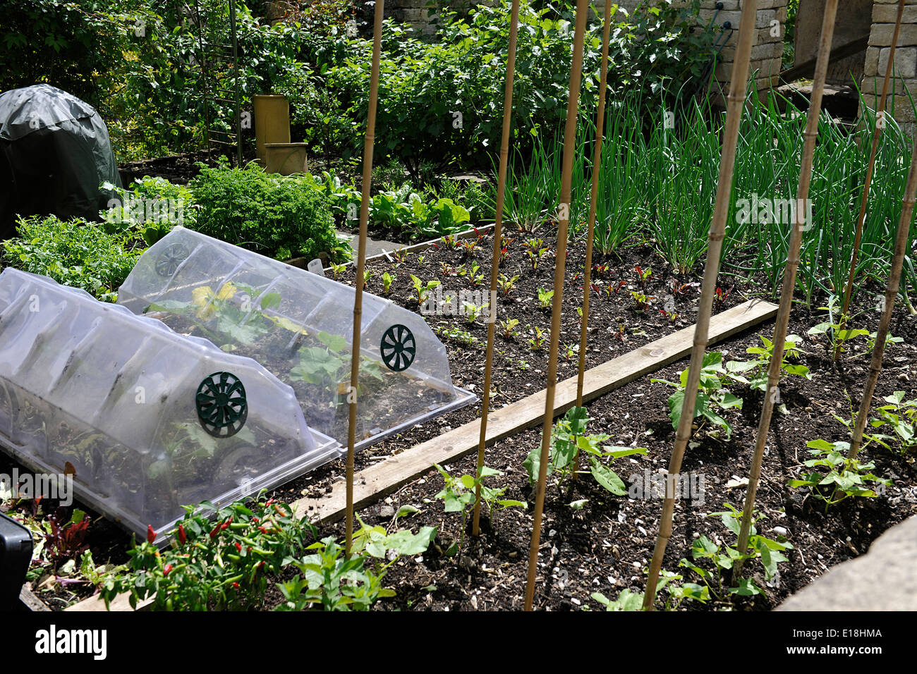 Cloches in vegetable garden plots in gardens of Bradford-on-Avon, Wiltshire, UK Stock Photo