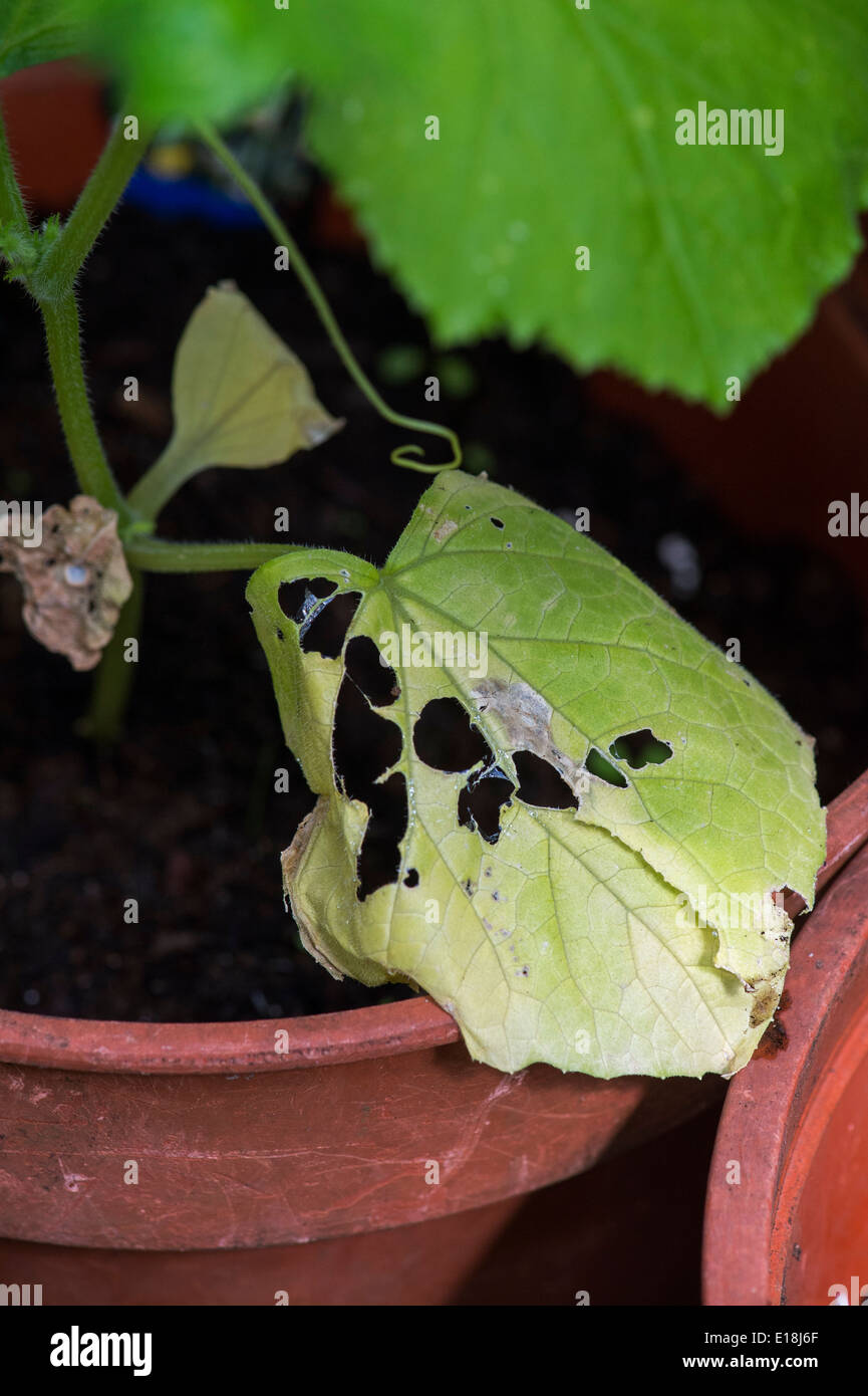 Slug and snail damage on a young cucumber plant leaf Stock Photo