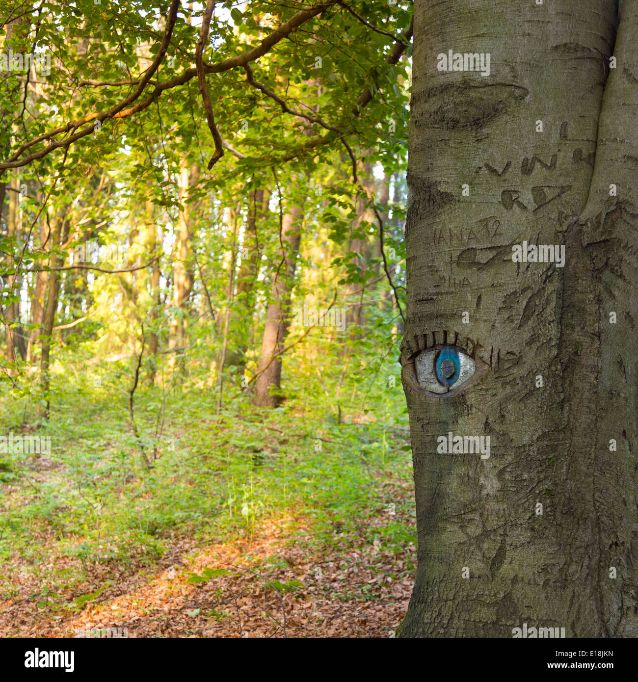 Tree eye hires stock photography and images Alamy