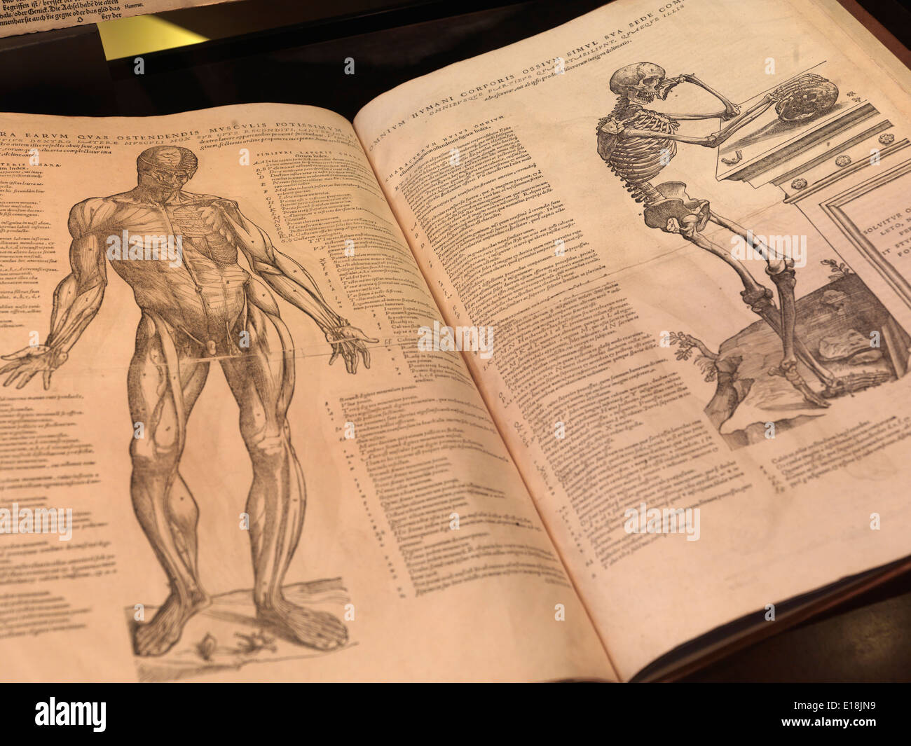 Historic anatomy book, Andreas Vesalius, De Humani Corporis Fabrica Libri Septem. Stock Photo