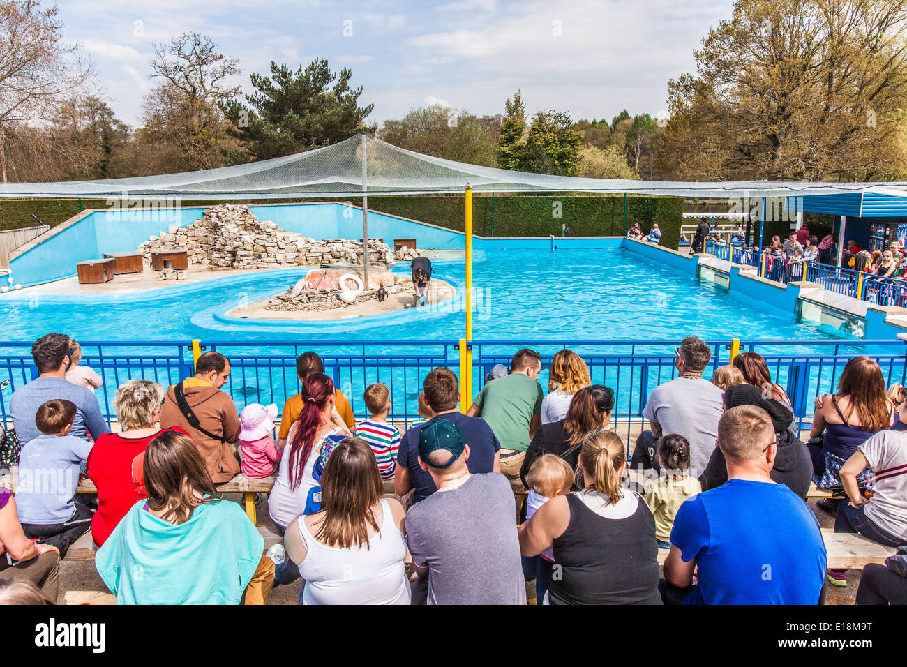 Penguins at paultons park hi-res stock photography and images - Alamy