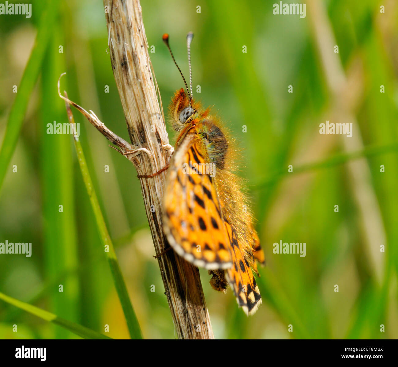 Pearl-bordered Fritillary Butterfly - Clossiana euphrosyne Side view, wings flat Stock Photo