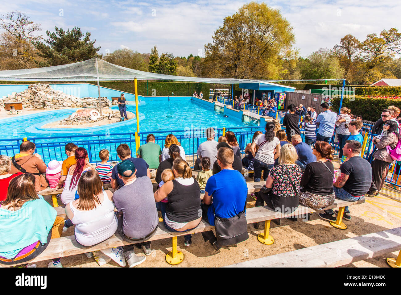 Penguins at paultons park hi-res stock photography and images - Alamy
