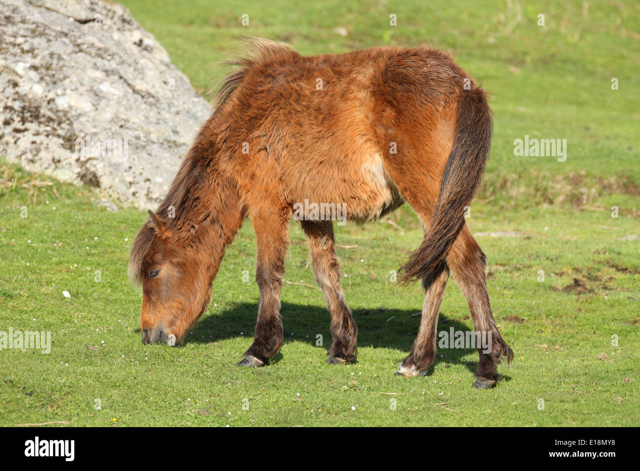 Dartmoor pony trek hires stock photography and images Alamy