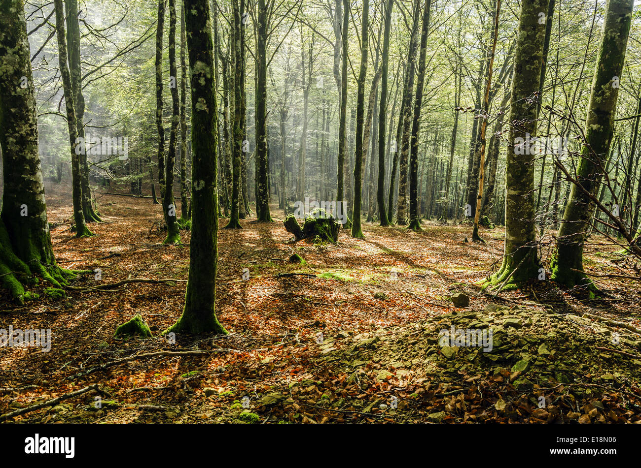 Fogy forest Stock Photo