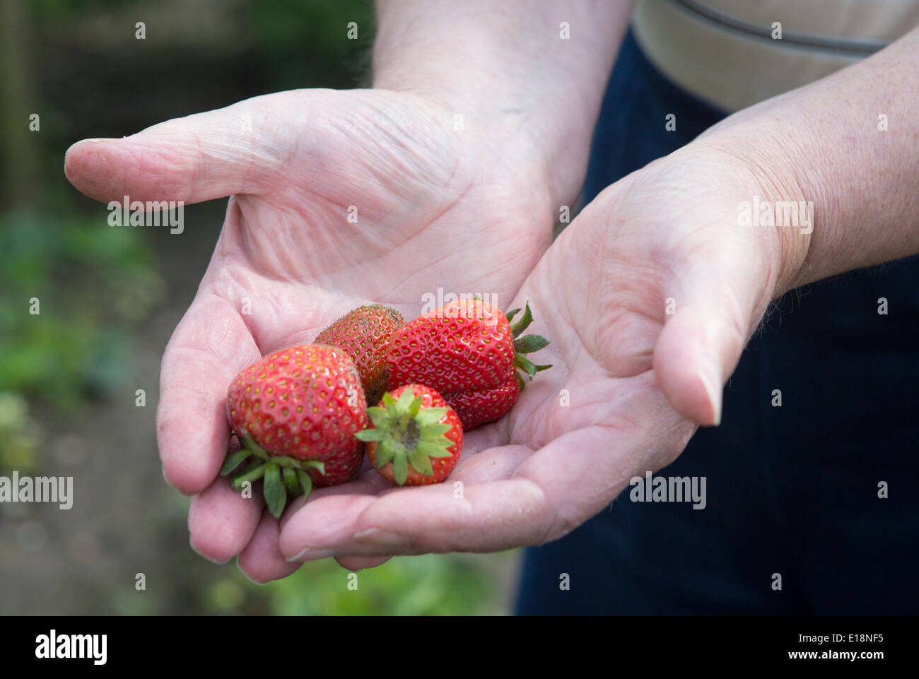 Hand with fresh ripe strawberries from the allotment garden Stock Photo