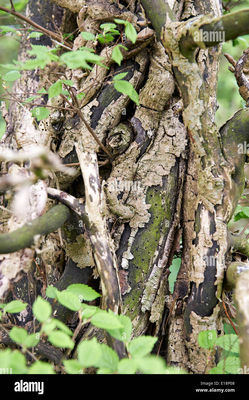 Old Overgrown Hornbeam (Carpinus betulus) Coppice Tree in English Wild Woodland Stock Photo